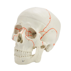 Le fabricant vend en gros des modèles de simulation médicale pour l'enseignement, incluant des crânes numériques et des crânes anatomiques pour adultes. - Product Image 2