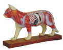 Modelo de acupuntura del cuerpo del gato en Medicina Animal - Product Image 2