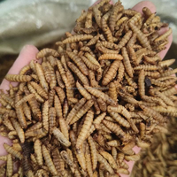Mouches soldats noires séchées de qualité supérieure - Additif alimentaire pour volailles pour canards et poules