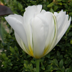 Papier blanc jonquilles et grand soleil jonquilles avalanche <span class=keywords><strong>tulipe</strong></span> bulbes jardin fleur Kit intérieur maison <span class=keywords><strong>plantation</strong></span> Design Pots - Product Image 2