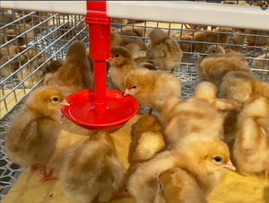 Cage d'élevage automatique pour poussins de chair de type H, durable et à bas <span class=keywords><strong>prix</strong></span>, fabriquée en Chine, neuve - Product Image 3