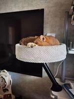 Lit de bureau pour chats d'intérieur, lit pour chat à 360 degrés °   Hamac pour chat à fixer sur table, rotatif et réglable, pour bureau