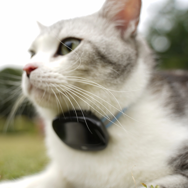 Real-time Pet Alerts  Heart Rate Monitoring for Pets GPS and Location Tracking Multi-pet Tracking