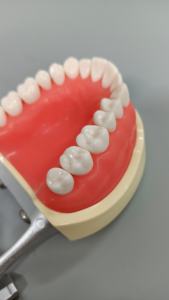 Ortodontik modeller ligatür bağlama eğitim uygulama <span class=keywords><strong>Typodont</strong></span> DP artikülatör ile 32 diş - Product Image 5