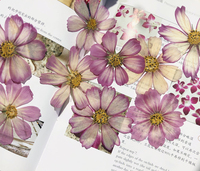 Fiori Pressati Cosmos, Fiori Essiccati, Fiori Pressati per Nail Art, Esemplari Botanici, Creazioni in Resina, Regali per le Feste, Confezionati Sottovuoto