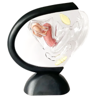 Modèle du système reproducteur féminin, modèle d'utérus transparent, modèle anatomique féminin