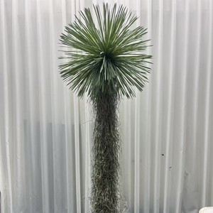 Arbre artificiel Yucca Dream Castle 200 cm+, plante paysagère en caoutchouc souple, verdure du désert - Product Image 2