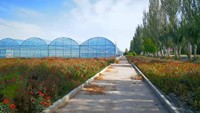 Serre de culture hydroponique en verre à travée multiple avec système de refroidissement pour la plantation