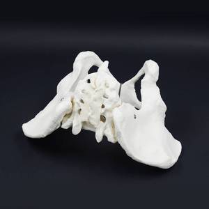 Modelo de Esqueleto Pélvico Femenino para <span class=keywords><strong>Centro</strong></span> de Atención Postparto, Examen de <span class=keywords><strong>Obstetricia</strong></span> <span class=keywords><strong>y</strong></span> <span class=keywords><strong>Ginecología</strong></span>, Enseñanza de Partería, Ayuda Didáctica - Product Image 2
