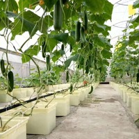 Zuid-Afrika Commerciële Tomatenkas 8X40M | Gegalvaniseerd Stalen Frame + Polycarbonaat Panelen | Hoge Opbrengst Plantsysteem