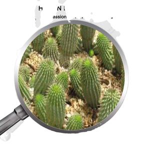 <span class=keywords><strong>Hoodia</strong></span> gordonii özü - Product Image 1