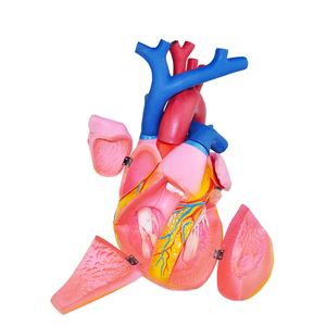 Modello di anatomia del cuore in plastica biologia dell'organo umano che insegna spiegazione medica dimostrazione 5 6 volte - Product Image 2
