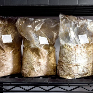 Sacs de culture de champignons autoclavables avec filtre micronique pour les fermes de champignons shiitake et huîtres - Product Image 1