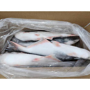 Dondurulmuş Pangasius Balığı Basa Balığı Satılık Yetiştirilmiş Pangasius <span class=keywords><strong>Hypophthalmus</strong></span> Balıkları İyi Vietnam Düşük Fiyat - Product Image 2