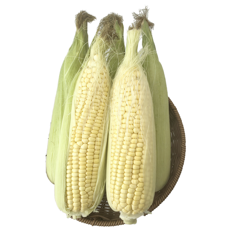 High Quality Fresh Yellow Glutinous Corn