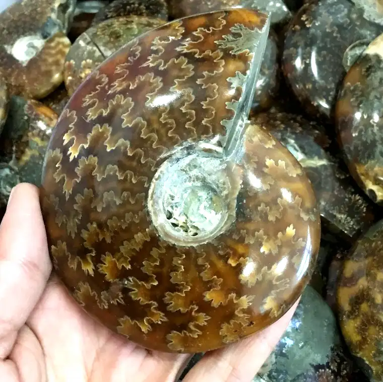 天然アンモナイト化石巻き貝の殻磨かれた鉱物標本石