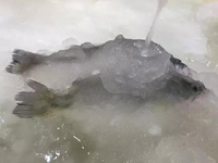 Machine à glace électrique, pour la congélation des fruits de mer, 3T/24H