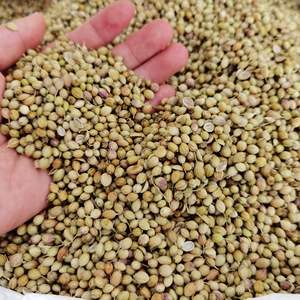 香菜籽 新鲜风格 天然香草 密封包装 工厂供应 单一香料 健康调味料 用于烹饪和美食 - Product Image 1