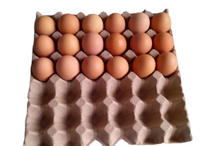 <span class=keywords><strong>Ideas</strong></span> de Nuevos Productos <span class=keywords><strong>2026</strong></span> Máquina Semiautomática para Hacer Bandejas de Huevos de 1000 Piezas para Pequeñas Empresas - Product Image 6