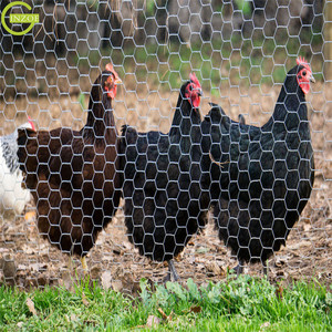 <span class=keywords><strong>Filet</strong></span> <span class=keywords><strong>de</strong></span> reproduction à bas <span class=keywords><strong>prix</strong></span> pour poulet volaille - Product Image 6