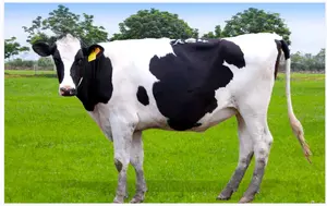 Aditivos alimentares de alta qualidade para vacas leiteiras Pré-mistura de elementos trace Suplemento mineral para vacas leiteiras