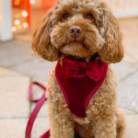 Harnais pour chien Red Velvet Cartoon, rembourré, en polyester doux, respirant, durable, réglable, pour la promenade en extérieur, avec sac à dos intégré, rapide