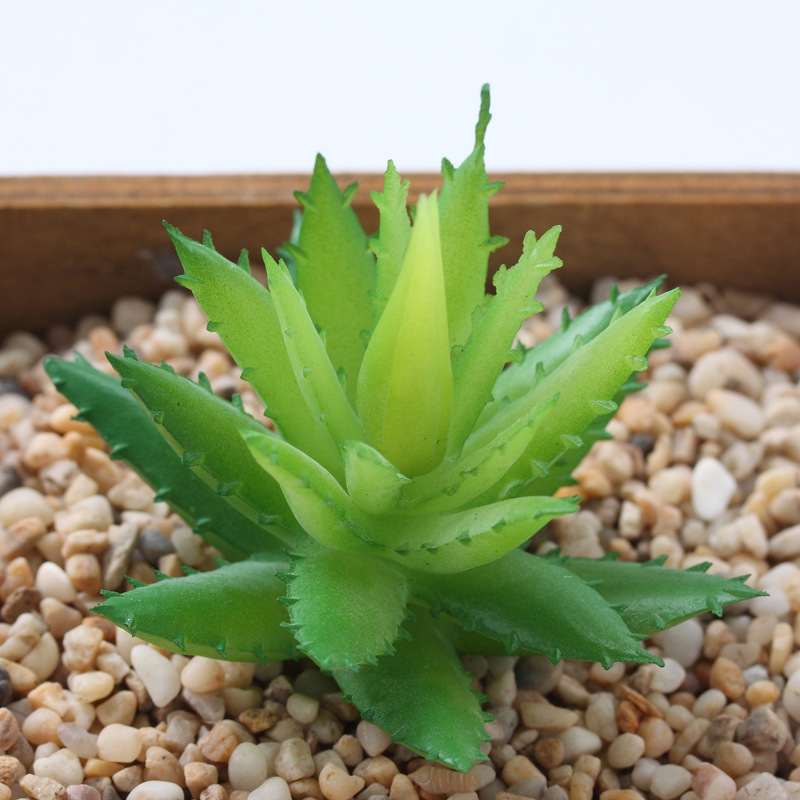 Aloe vera pequeño verde