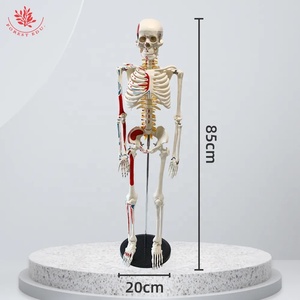 Modèle de squelette humain FRT009 Coloration demi-côté 85cm W/la marque des origines et des terminaisons des muscles pour la science médicale - Product Image 6