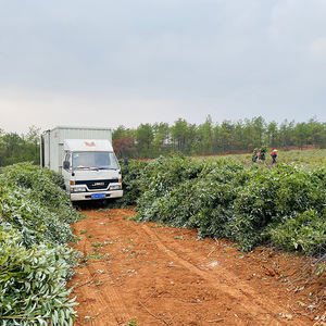 कारखाने की आपूर्ति उच्च गुणवत्ता सबसे अच्छी कीमत के साथ प्राकृतिक capsaicin के साथ मिर्च तेल - Product Image 6