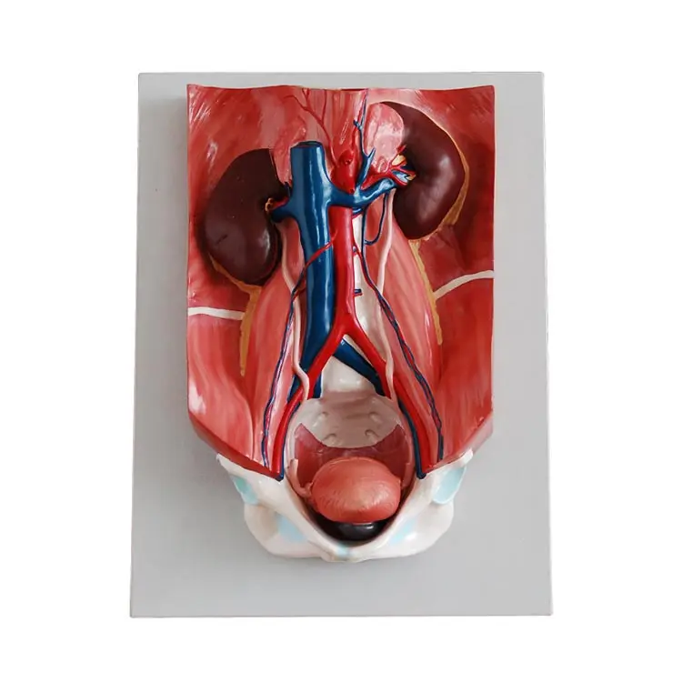 Urinary system model Kidney model Bladder Medical teaching aid model