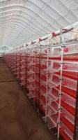 Cage d'élevage de cailles durable et confortable / Cage de ponte pour cailles HJ-QC400B