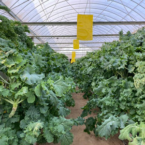 Offre Spéciale grand couvercle en verre de <span class=keywords><strong>crochet</strong></span> de <span class=keywords><strong>gouttière</strong></span> de plantation de tomates et de fraises hydroponiques pour serre multi-travées - Product Image 6