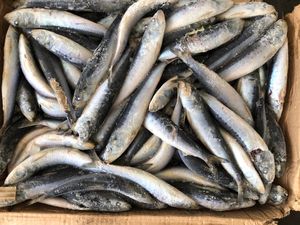 X2564 <span class=keywords><strong>Sardine</strong></span>, produit de la pêche, surgelé en mer, meilleur prix, <span class=keywords><strong>sardine</strong></span> de pêche de surface pour le marché, <span class=keywords><strong>sardine</strong></span> surgelée 40-80g - Product Image 2