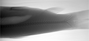 جهاز أشعة سينية بيطري بقوة 5 كيلوواط و100 مللي أمبير للحيوانات الأليفة، الكلاب، القطط وغيرها، جهاز تصوير إشعاعي رقمي بيطري للعيادات البيطرية - Product Image 4