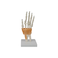 Modelo de Enseñanza Médica DARHMMY, Material PVC, Modelo de Esqueleto Humano, Modelo Funcional de Articulación de Mano BOU/A108L para Entrenamiento de Estudiantes