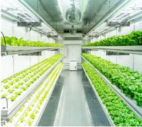 Ferme hydroponique en conteneurs, agriculture verticale, conteneurs maritimes transformés en serres, système hydroponique pour légumes-feuilles