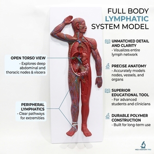 Modelo Anatómico de Tejido Linfático Sistémico de Cuerpo Completo en PVC, para Laboratorio de Anatomía Médica, con Certificaciones CE/ISO/ROHS/CNAS - Product Image 1