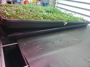 1020 plateaux microgreen plateau de <span class=keywords><strong>semis</strong></span> de graines d'herbe de blé durable et peu profond - Product Image 6