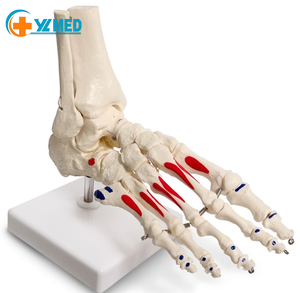 Modèle anatomique de <span class=keywords><strong>pied</strong></span> et de cheville humains grandeur nature pour l'enseignement médical, avec marquages des insertion musculaires, certifié ISO CE - Product Image 1