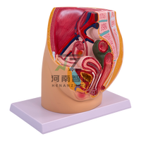 Modèle anatomique de bassin féminin en plastique PVC, section du bassin féminin, organes génitaux féminins avec vessie et rectum