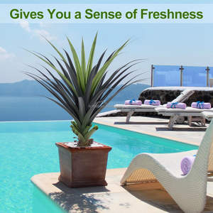 Plantas artificiales al aire libre resistentes a los rayos UV realista 4 pies 120cm planta de <span class=keywords><strong>agave</strong></span> artificial 48 pulgadas planta de <span class=keywords><strong>agave</strong></span> de imitación con pinchos para decoración de Patio - Product Image 5