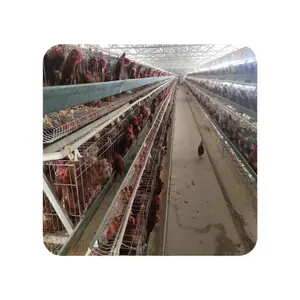 Hot Dipped Galvanized A Type 4 Tiers Battery Cage for 5000 / 10000 Birds