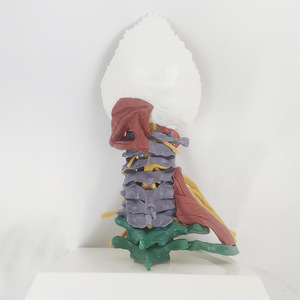 Modelo de Ciencia Médica de la Columna Vertebral Humana con Músculos Codificados por Colores, <span class=keywords><strong>Cuello</strong></span> y Huesos Desmontables, Recurso Educativo Yulin CE/ISO - Product Image 3