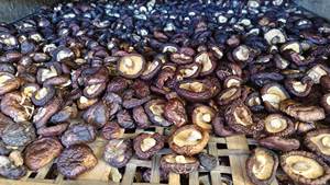 批发散装即食脱水健康零食 - 非油炸、低温脱水干香菇。 - Product Image 5