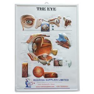 Gráfico de anatomia do olho humano em relevo - Product Image 1