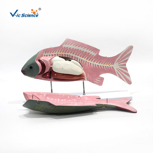 Modelo de Anatomía Interna de Pez a Tamaño Real para la Enseñanza de Zoología con Sistemas Respiratorio y <span class=keywords><strong>Circulatorio</strong></span> - Product Image 3