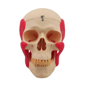 Modelo de Cráneo para Estudio Dental con Músculos, Modelo de Demostración Educativa - Product Image 1
