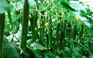 Giá Tốt Nhất Số Lượng Lớn Nicotinic Acid Vitamin <span class=keywords><strong>B3</strong></span> Vitb3 Vitamin Nicotinic Acid Bột - Product Image 4