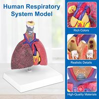 Modèle anatomique du système respiratoire humain : larynx, trachée, poumon, cœur pour la démonstration pédagogique en biologie et en faculté de médecine