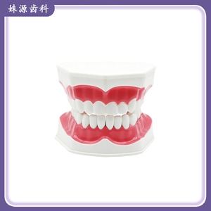 2x Modelo de Dientes, Modelo de Enseñanza Dental, Enseñanza de Limpieza Dental para Jardín de Niños, Práctica de Preparación Dental, Prótesis Dental - Product Image 5